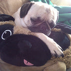Kibakids - Kibakids Pug